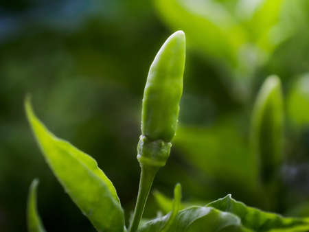 Close-up fresh bird chilli pepper natural leaf background.
Green Chilli peppers with depthfield and agriculture landscape.の写真素材