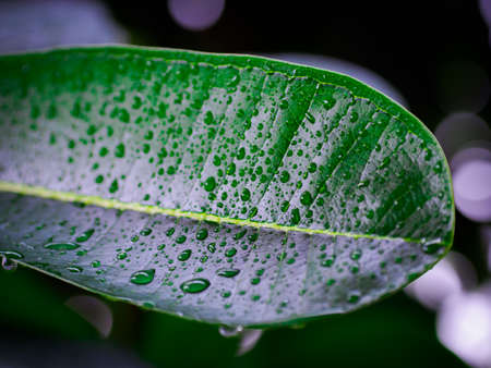 Raindrops sticking on Plumeria green leaf.
The Plumeria leaf mature tree growing.
Plumeria green...