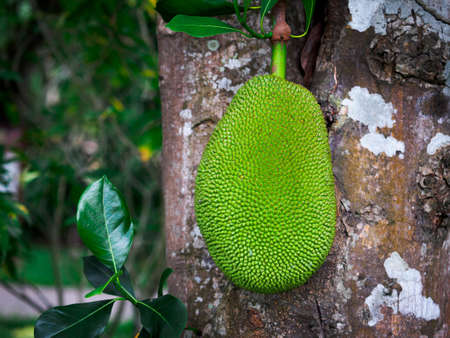Close-up jackfruit trees are hanging from tree runk.
Asian summer fruits named Jackfruit scientific...