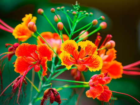 Colorful of Caesalpinia pulcherrima, Peacock flower. 

Red peacock flowers tree on natural green background.の写真素材