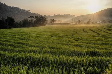 Rice Field in Chiangmai, Doi Inthanon, Northern of Thailand Landscapeの写真素材