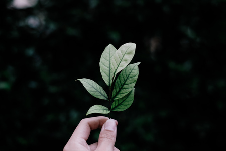 Holding Green Leaf in Dark Background, Green Conceptの写真素材