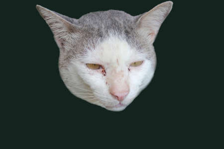 a cat portrait close up