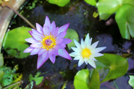 Purple lotus floating in the pond