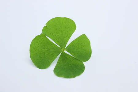 Five pointed grass flower isolated on whiteの写真素材