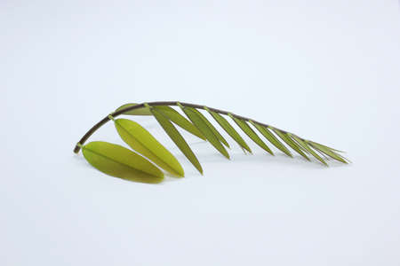 Five pointed grass flower isolated on whiteの写真素材