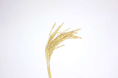 Paddy rice isolated on white background