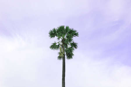 Asian Palmyra Palm Tree On Purple Background