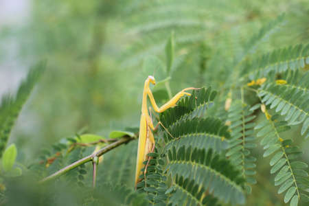 golden pray mantis perched on branchの写真素材