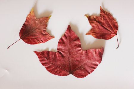 Red three-pointed maple leaf on a white backgroundの写真素材