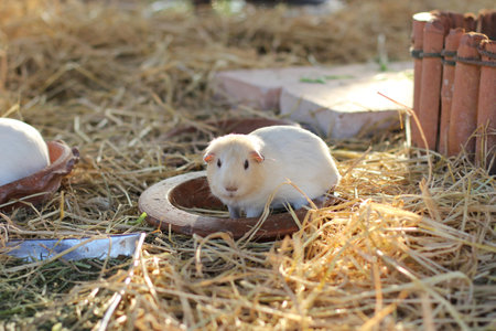 The cute guinea pigs in farmの写真素材