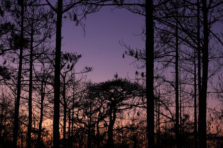 Beautiful sky when sunset with silhouette tree.の写真素材