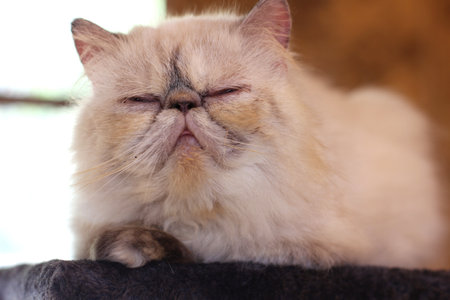 White Persian cat is resting on the window by sunny day.の写真素材