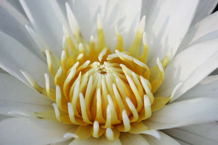 Lotus flower, Beautiful of aquatic plant. White lotus.の写真素材