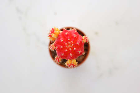 Small red moon cactus white background
