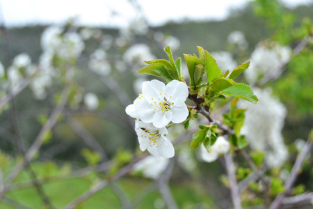 peach flowersの写真素材