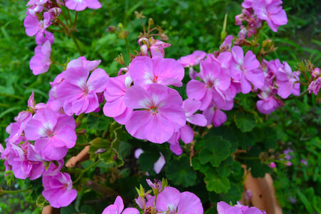 Flowers freshly openedの写真素材