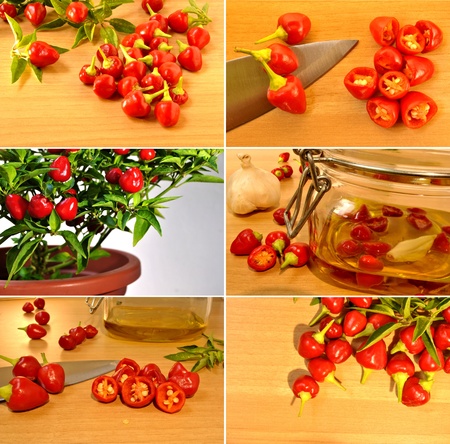 Spicy chilli freshly picked from the plant to put in a jar in olive oil to use as a sauce for pastaの写真素材