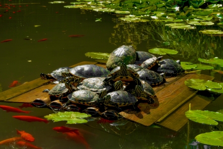 goldfish and turtles living in the pond