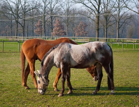 free horse bareback while eating fresh grassの写真素材