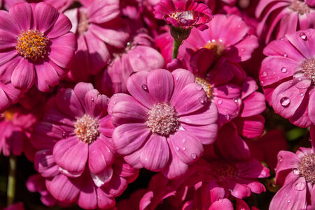 beautiful blooming pink flowers with shades of fuchsiaの写真素材
