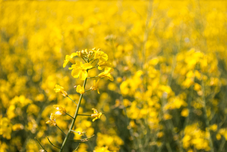 rapeseed field with the typical yellow flowersの写真素材