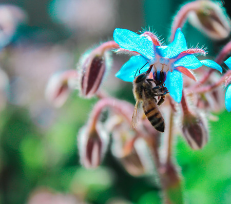 worker bee sucking nectar from a flower heavenlyの写真素材
