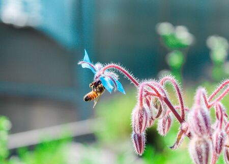 worker bee sucking nectar from a flower heavenlyの写真素材