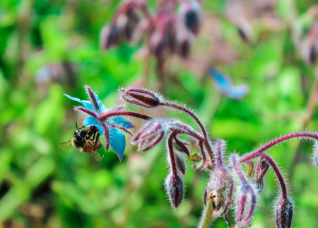 worker bee sucking nectar from a flower heavenlyの写真素材