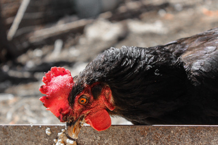 lonely black hen is eating with his sharp beakの写真素材