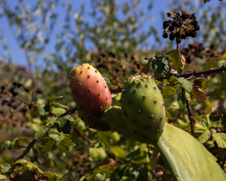 fig tree with thorns and sweet fruit that grows in hot countriesの写真素材