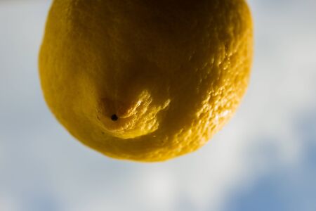 Lemon floating in the sky like a balloonの写真素材