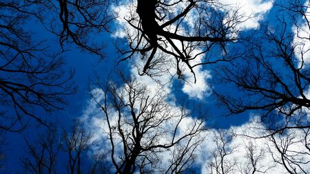Bare trees in winter with blue skyの写真素材