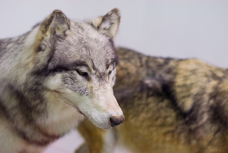 wild wolfの写真素材