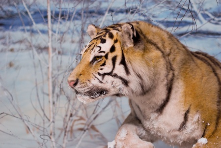 siberian tigerの写真素材