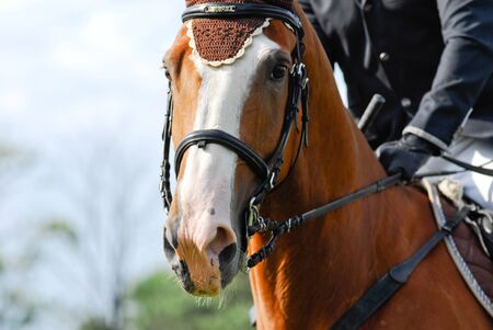 salto ostacoliの写真素材