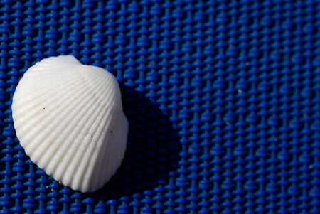 white sea shells on background of blue cloth