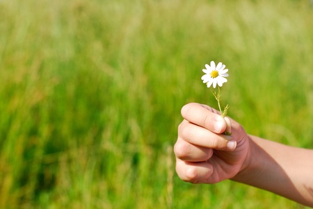 hand with daisyの写真素材