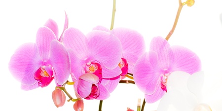 spring orchid blossomの写真素材