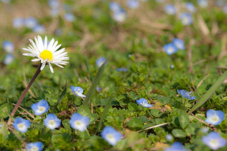 spring bloomの写真素材