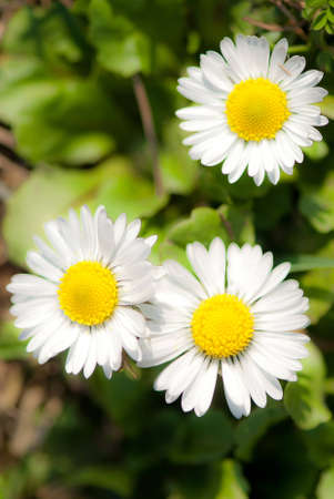 three daisiesの写真素材
