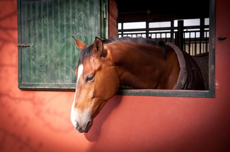 young horseの写真素材