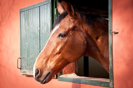 horseの写真素材