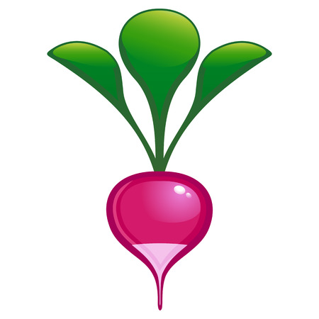 vector illustration of garden radishのイラスト素材