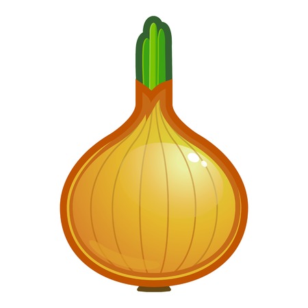 vector illustration of raw onion. Vegetableのイラスト素材