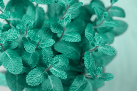 turquoise mint plant grow shallow depth of field, soft focusの写真素材