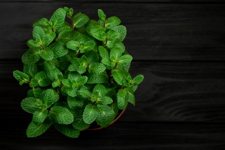 Green mint plant grow in a pot on black wooden background shallow depth of field, soft focusの写真素材