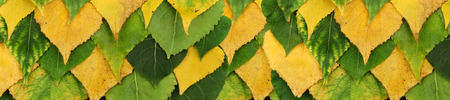 Autumn poplar leaves banner. Fallの写真素材