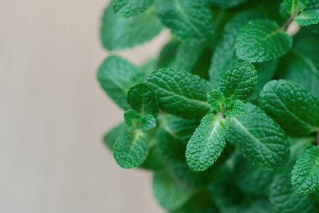 Green mint plant grow in a pot  shallow depth of field, soft focus