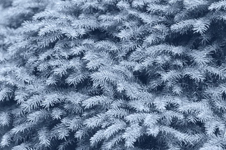 Background of Christmas tree branches. Skyway color. - Image